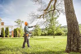 How Our Tree Care Process Works  in  Lincolnwood, IL
