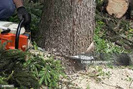 Professional Tree Services in Lincolnwood, IL