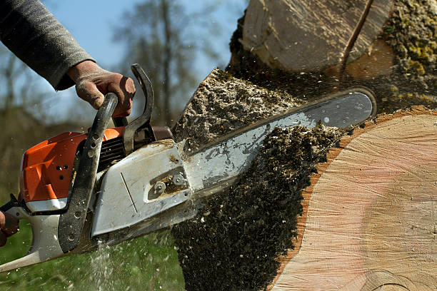 Tree and Shrub Care in Lincolnwood, IL