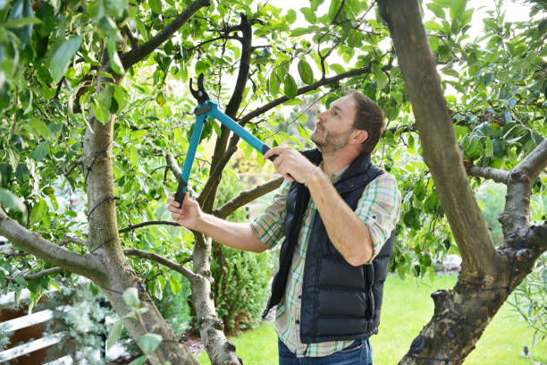 Best Fruit Tree Pruning  in Lincolnwood, IL